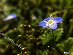 小草苹果版apk小草视频apk机顶盒破解版最新版